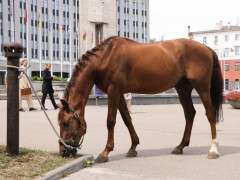 коновязь в Дніпрі