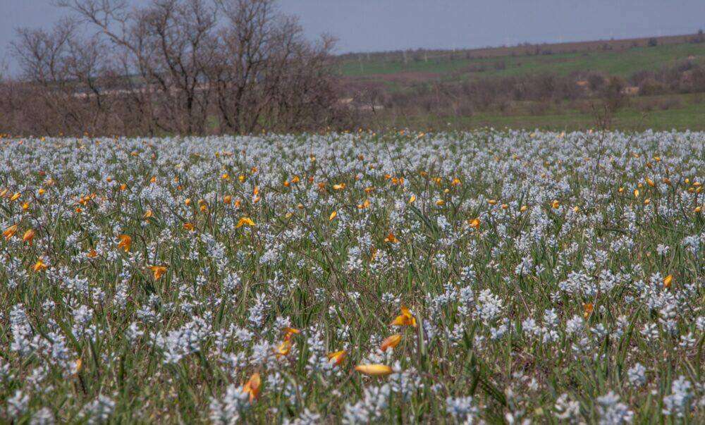 поле гіацинтів