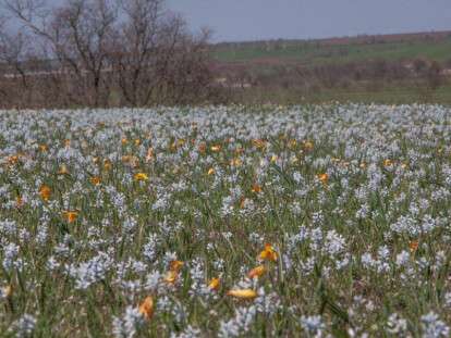поле гіацинтів