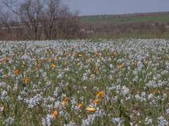 поле гіацинтів