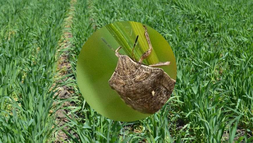 атакують клопи черепашки