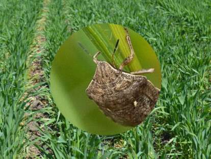 атакують клопи черепашки