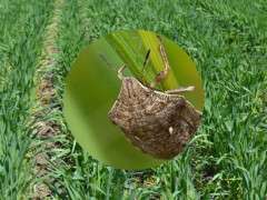 атакують клопи черепашки