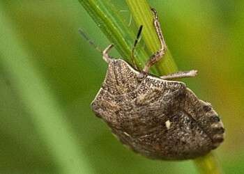 клоп шкідлива черепашка