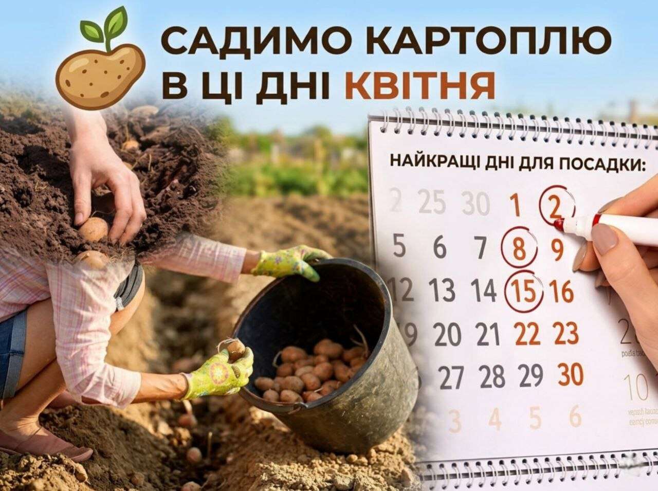 коли садити картоплю