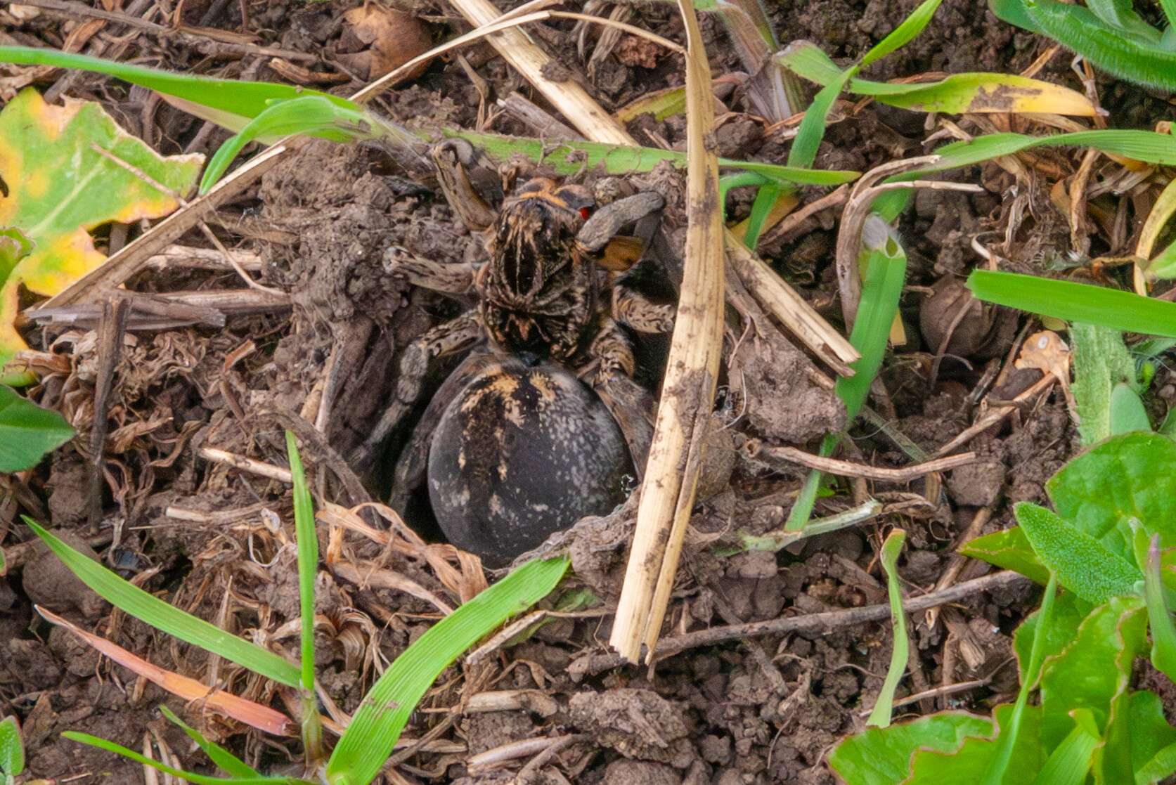 на Дніпропетровщині помітили найбільшого павука України