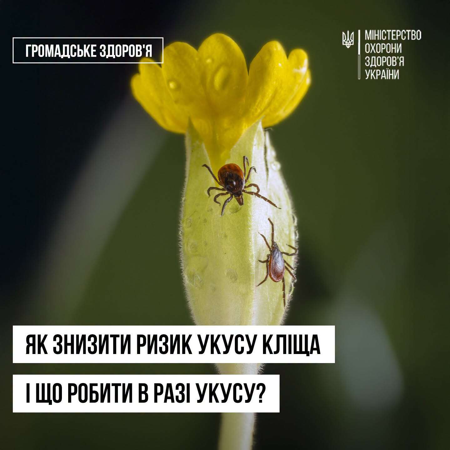 как уберечься от клещей в разгар сезона