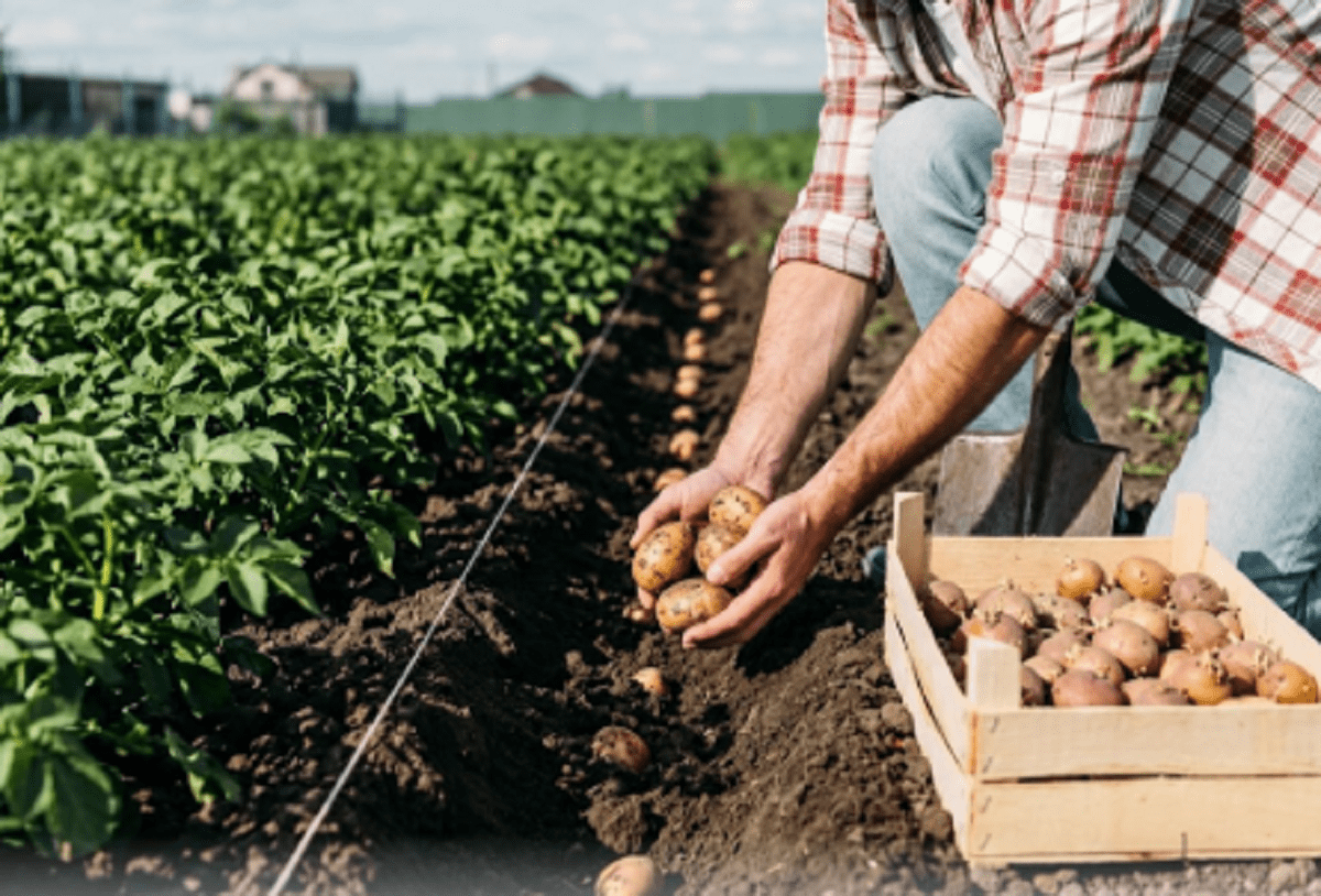 коли садити картоплю1