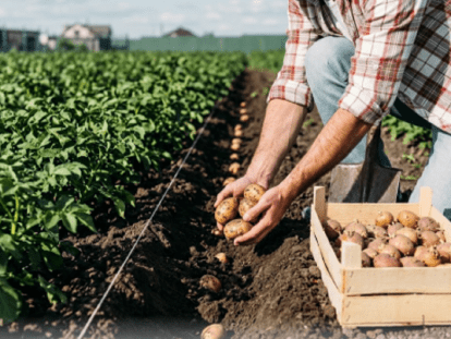 коли садити картоплю1