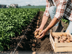 коли садити картоплю1