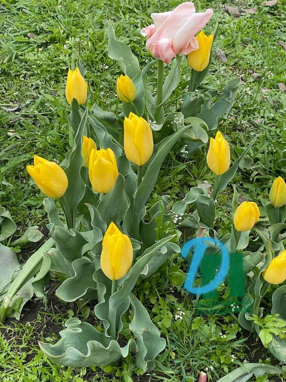 тюльпа4