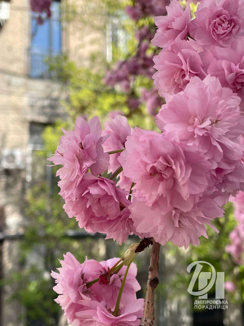 квітучі сакури Дніпро