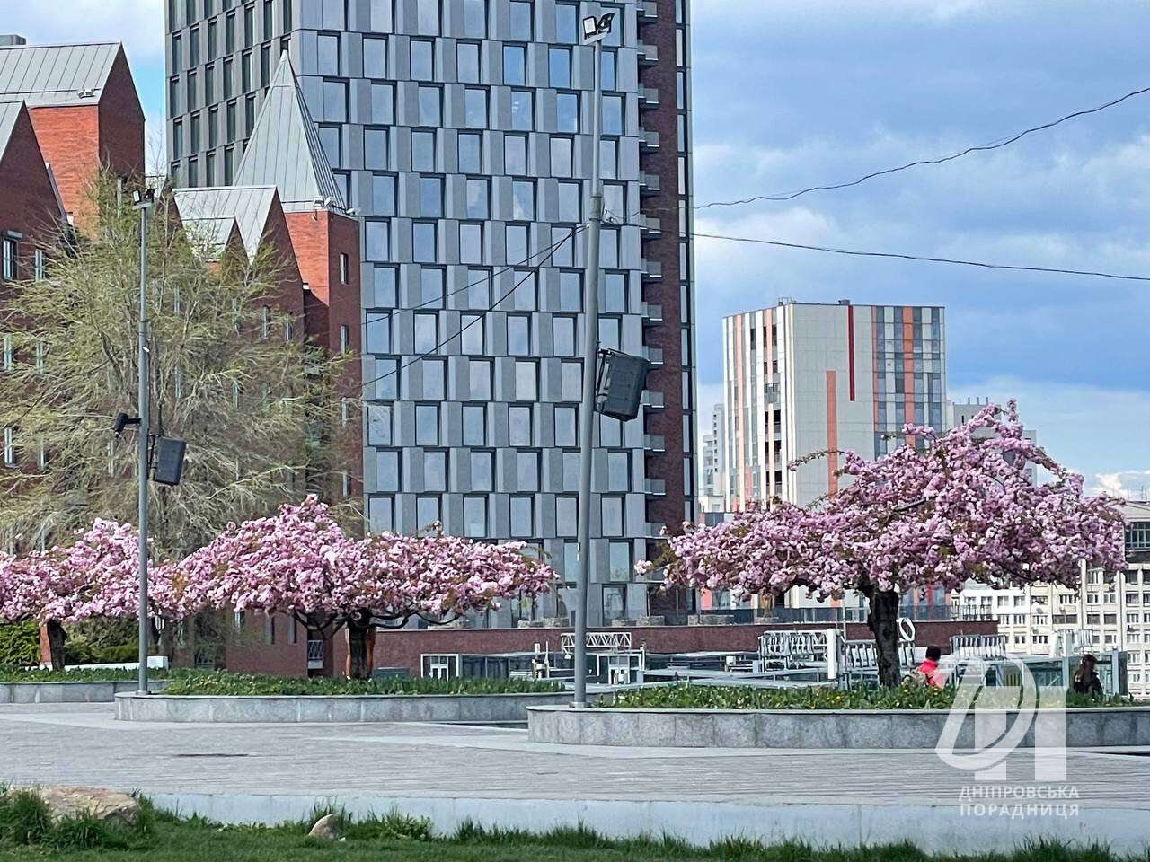 цветущие сакуры Днепр