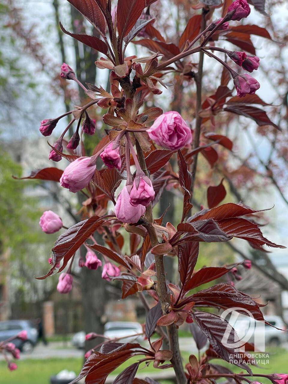 цветущие сакуры Днепр