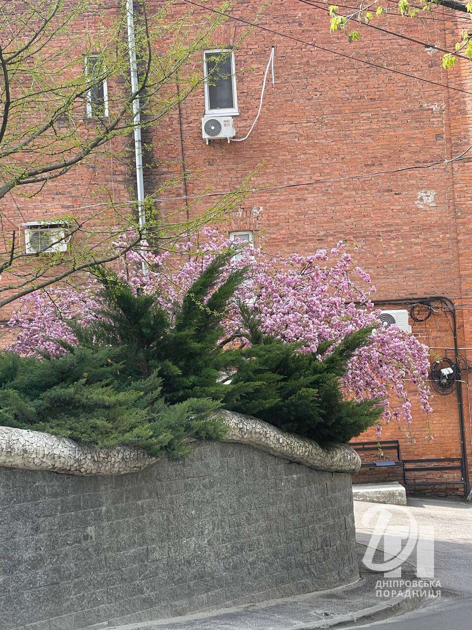 цветущие сакуры Днепр