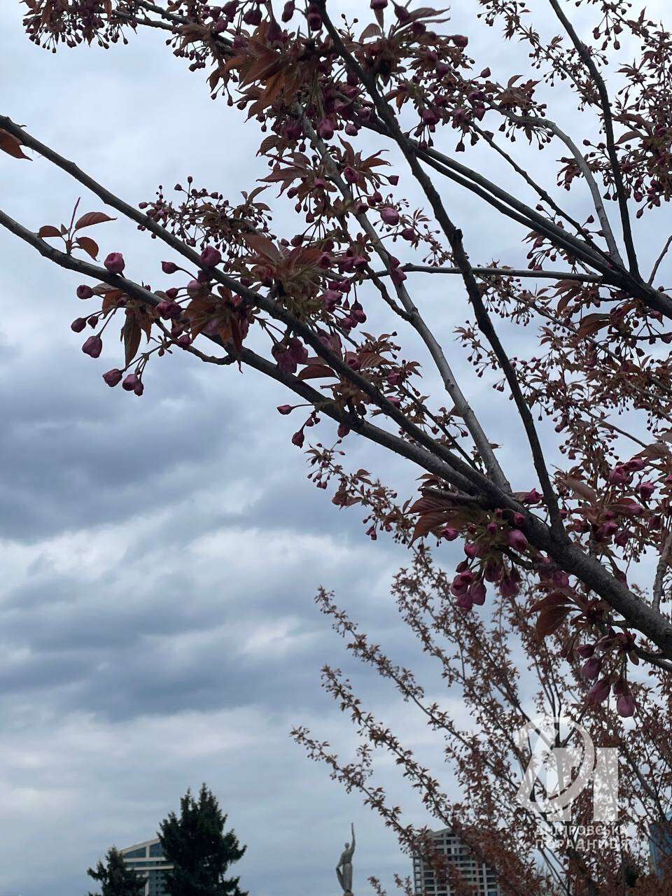 цветущие сакуры Днепр