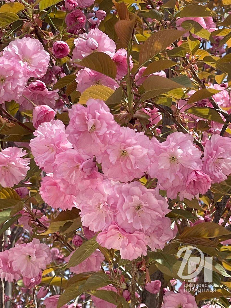 квітучі сакури Дніпро