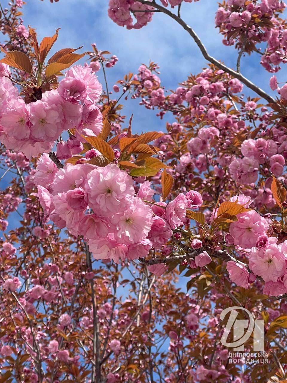 цветущие сакуры Днепр