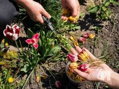 тюльпани відцвіли