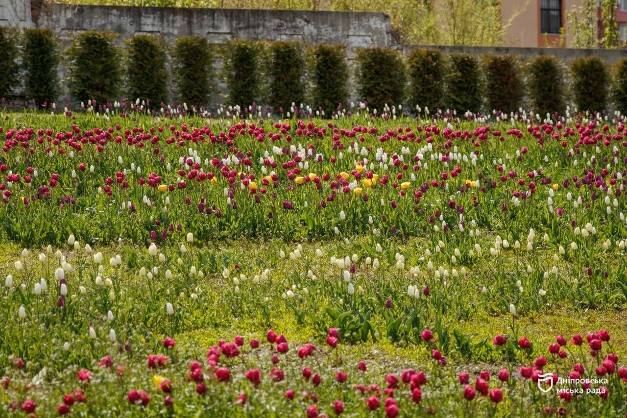 Де у Дніпрі одночасно цвітуть різні сорти тюльпанів і сакур. Яскраві фото