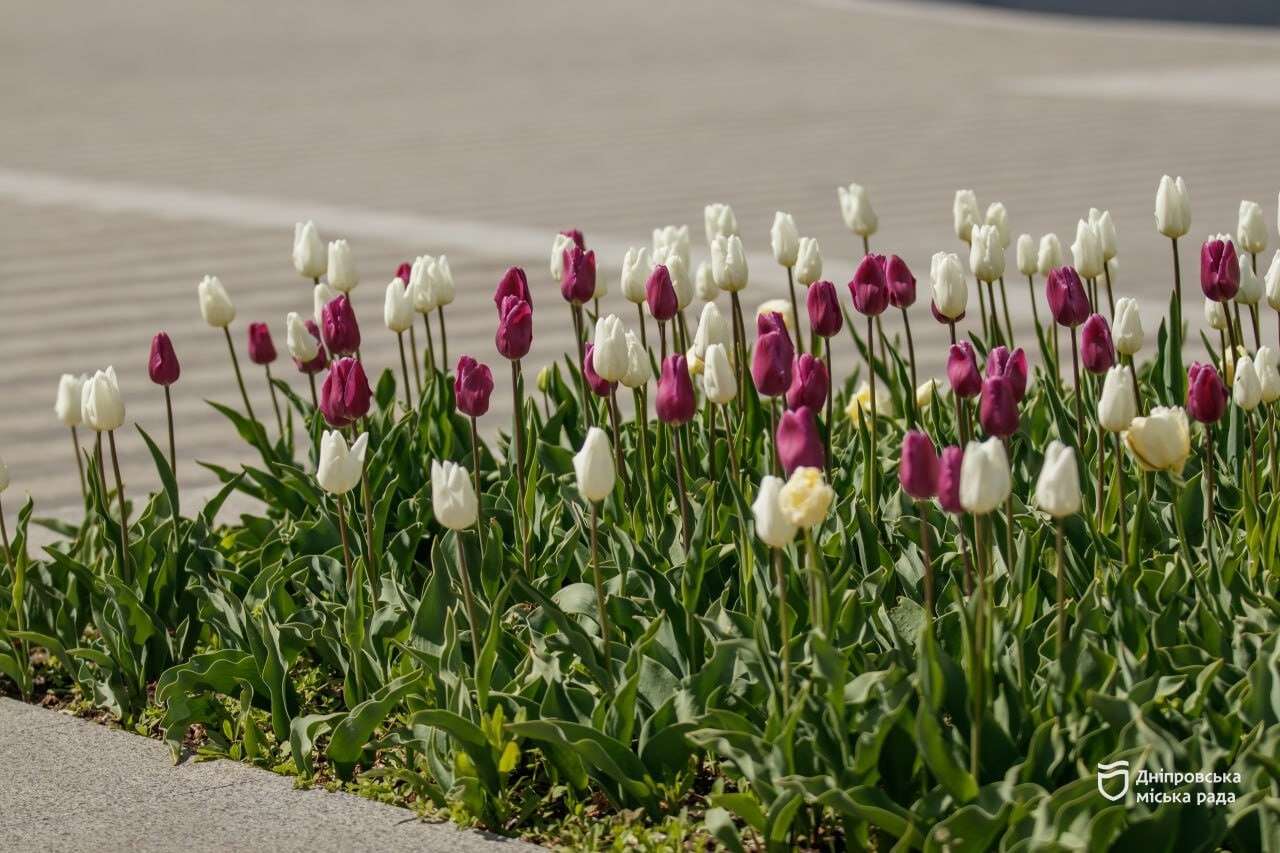 тюльпани в Дніпрі