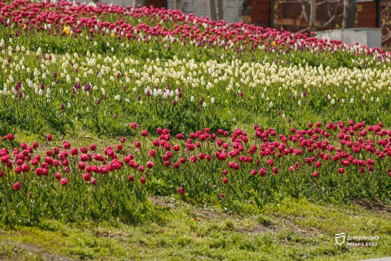 тюльпани в Дніпрі