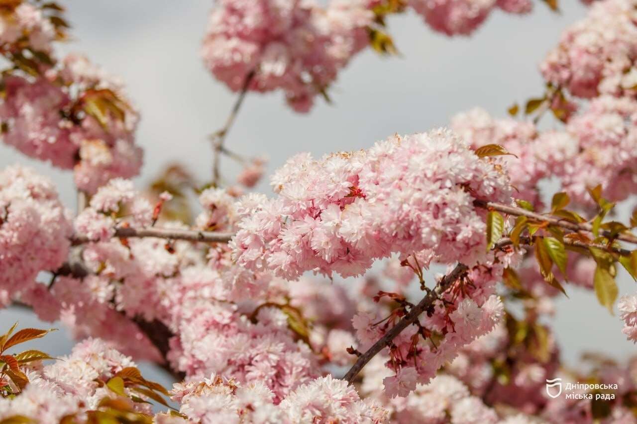 сакура в Дніпрі