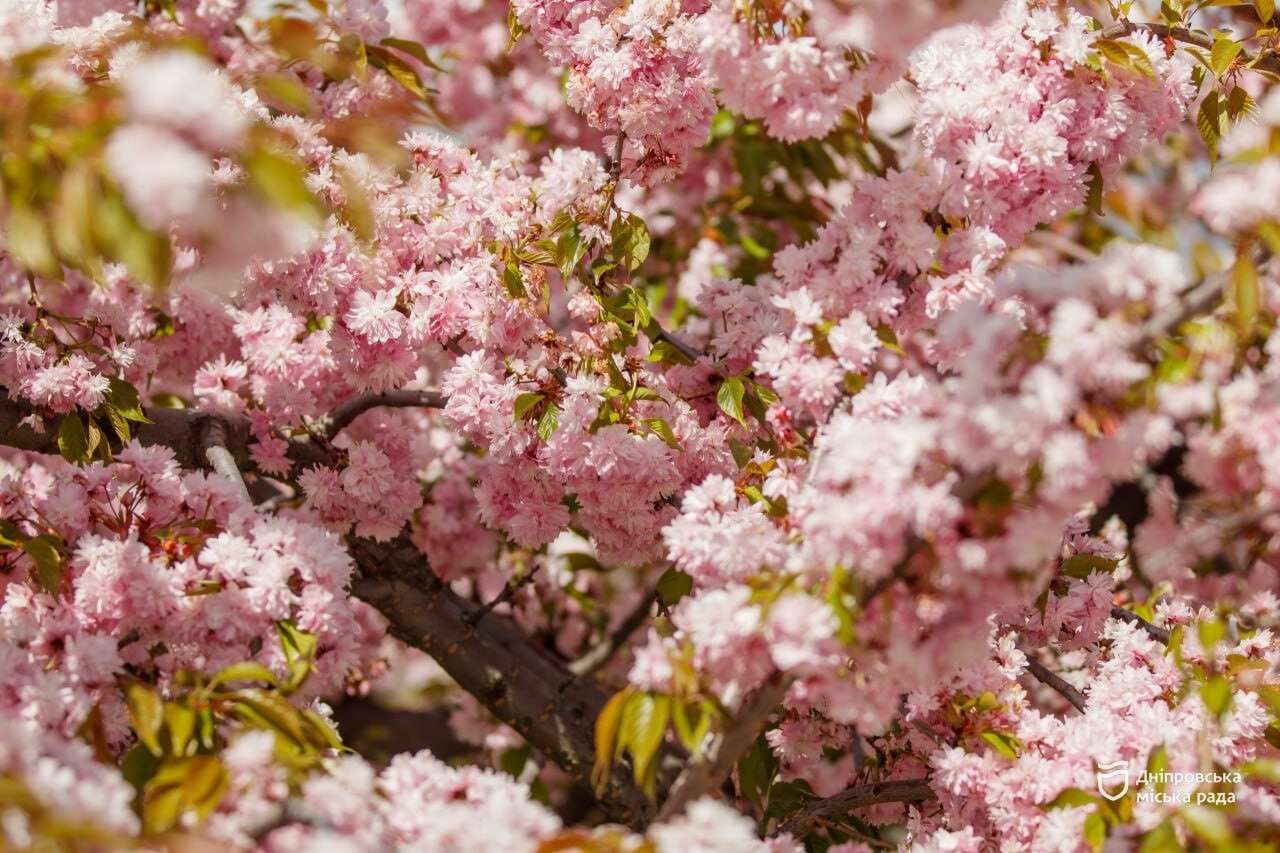 сакура в Дніпрі