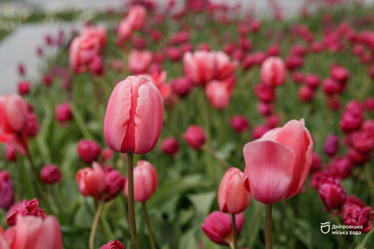 сакура в Дніпрі