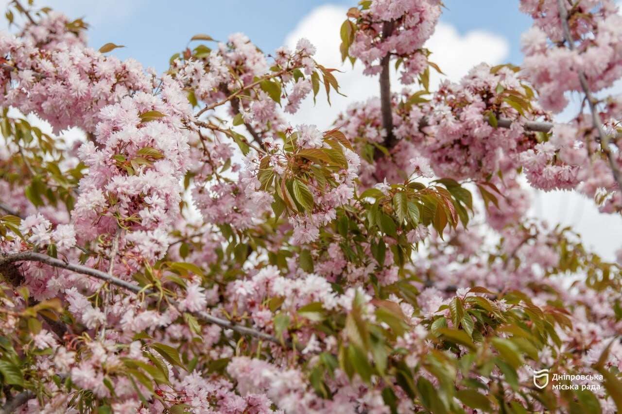 сакура в Дніпрі