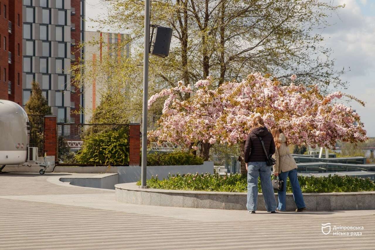 сакура в Дніпрі