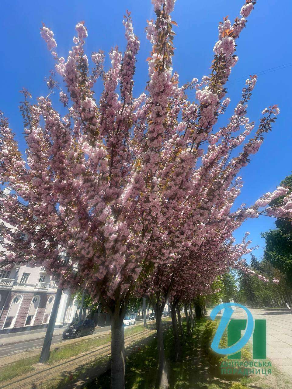 сакура2
