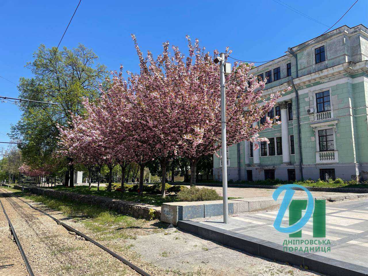 сакура1