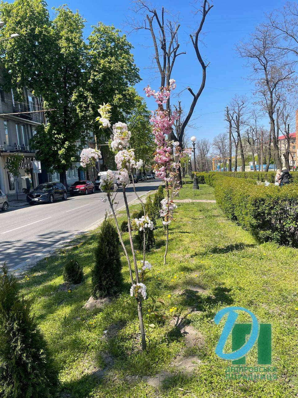 сакура