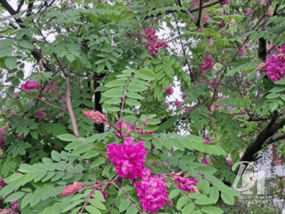 рожева акація