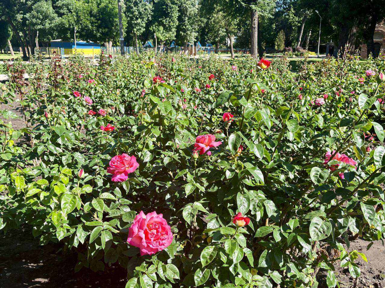 роз1