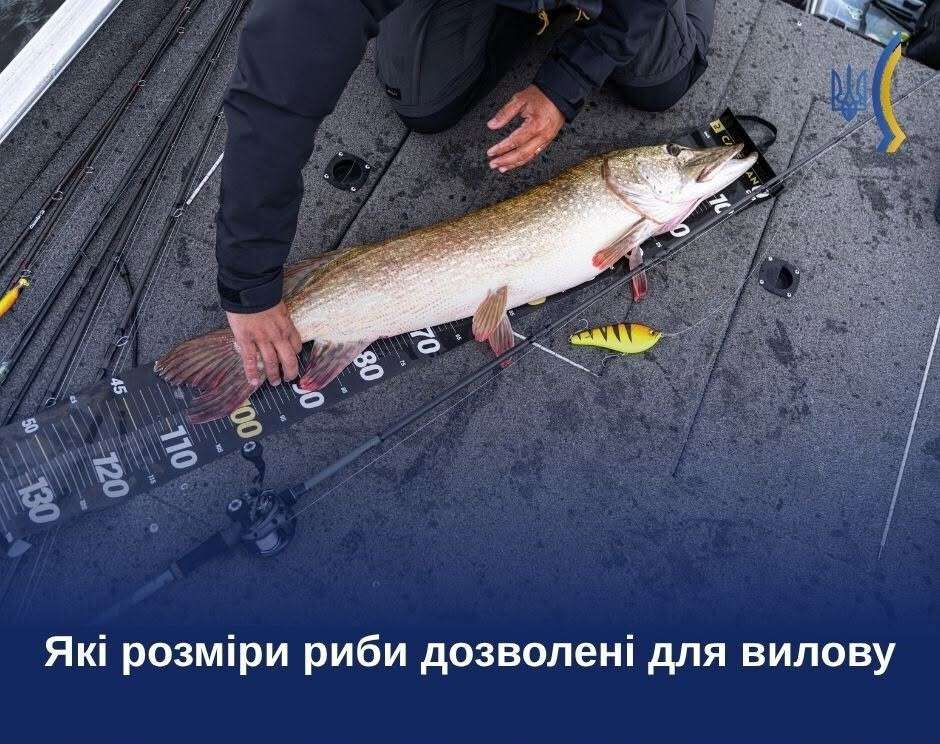 риба