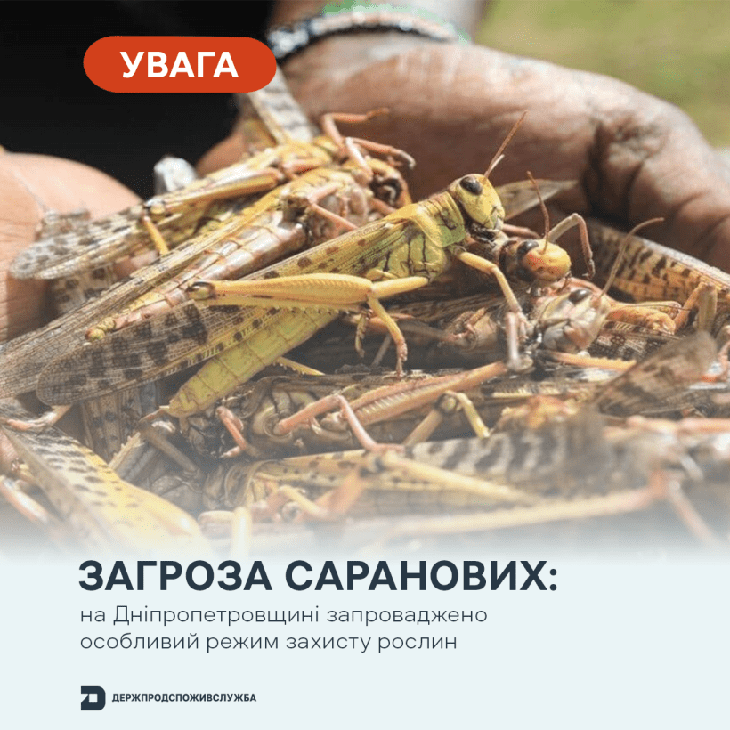 сарана
