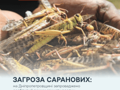 сарана