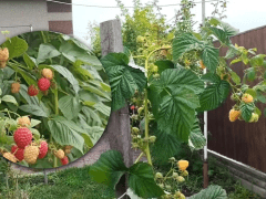 малина урожай