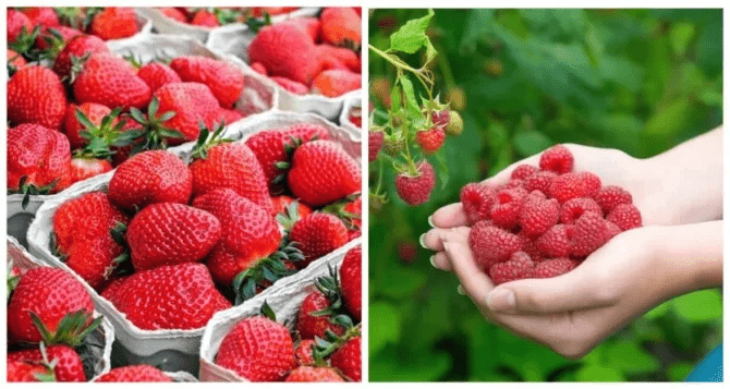 полуниця і малина