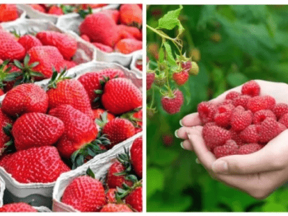 полуниця і малина