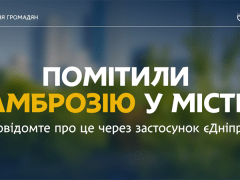 помітили амброзію