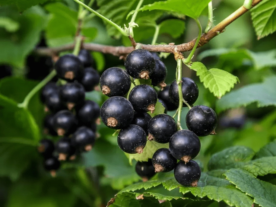 смородина