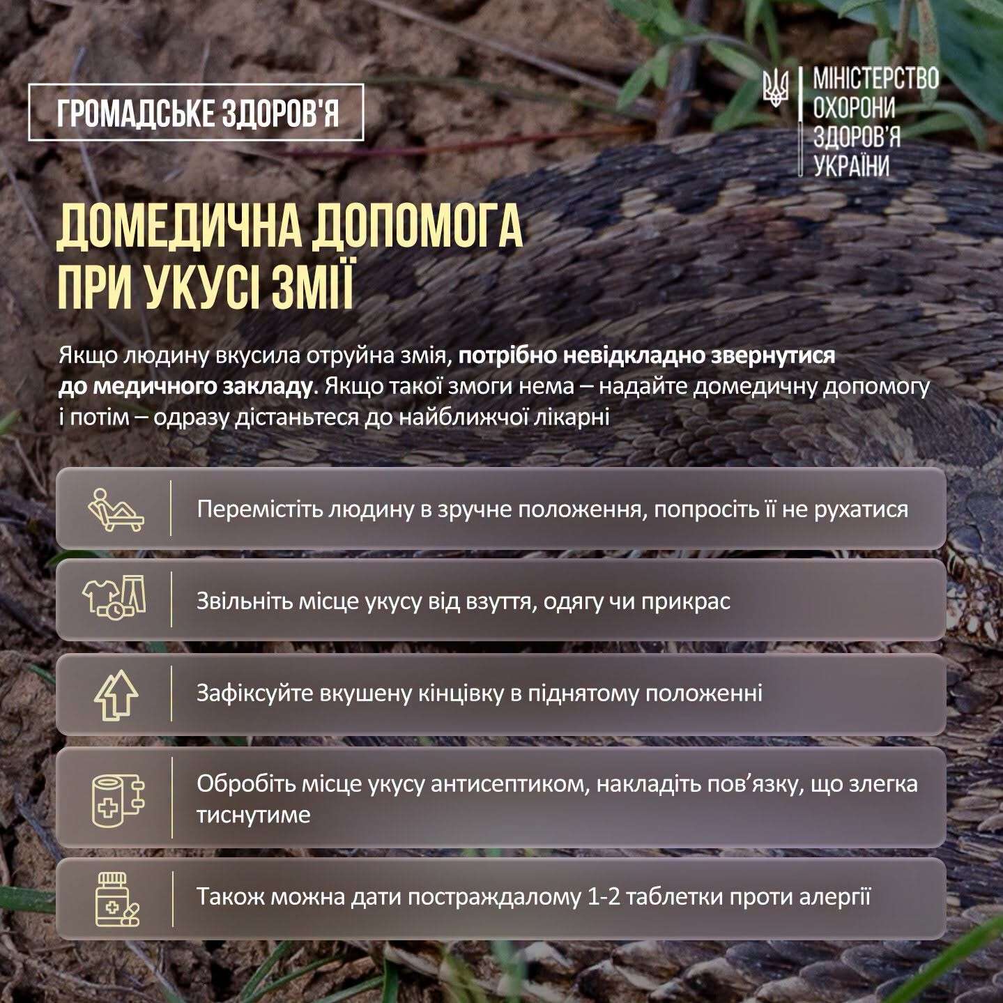 що робити, якщо вкусила змія