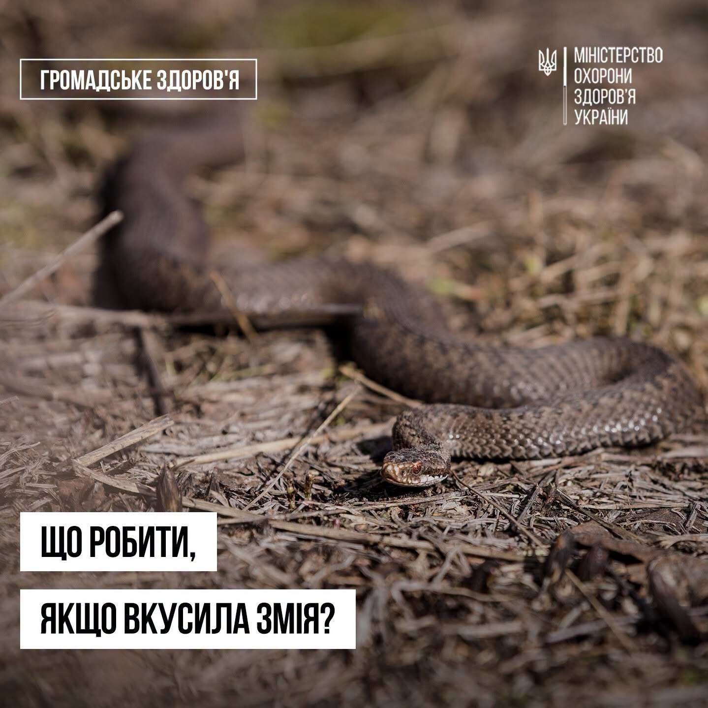 що робити, якщо вкусила змія