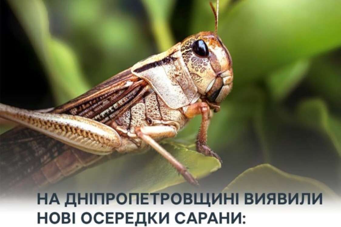 262516_b
