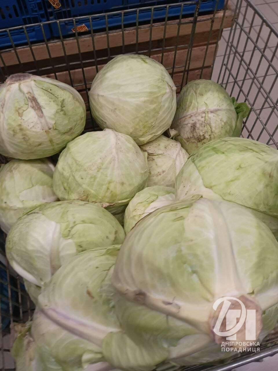 капус1