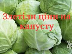 капустка2