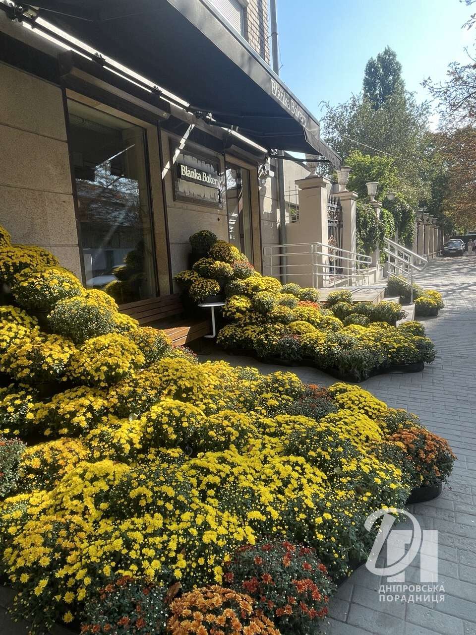 Осінній калейдоскоп барв: у Дніпрі з’явилися яскраві фотозони з хризантемами